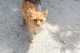 Paphos tips visit the Tala Monastery Cat Park
