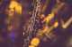 festival-guide-malta-jazz