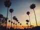 Cannes Palm Trees